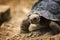 Baby Galapagos Tortoise