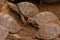 Baby Galapagos Tortoises