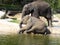 Baby games, Asian Elephant, Elephas maximus