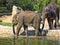 Baby games, Asian Elephant, Elephas maximus