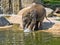 Baby games, Asian Elephant, Elephas maximus