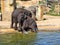 Baby games, Asian Elephant, Elephas maximus