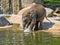 Baby games in the water, Asian Elephant, Elephas maximus