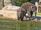 Baby games in the water, Asian Elephant, Elephas maximus