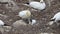 Baby Gannet Feeding from It`s Parent, Ireland