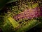 Baby Garden Spiders Around A Boatlily Plant