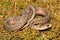 Baby Garter Snake (Thamnophis sirtalis)