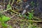 The baby gator bravely moves around the banks of the marsh waterway while its mother stays close by