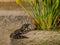 Baby Gator Sunning Himself in the Swamp River