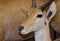 Baby gazelle standing beside his mother