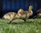 Baby geese