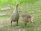 Baby Geese Goslings One Showing Off How Big It Is