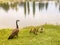 Baby Geese and Mother Guiding Them