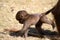 Baby gelada baboon