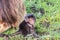 Baby Gelada baboon looking at the camera