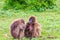 Baby Gelada baboon nursing while it`s mother is being groomed