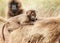 Baby Gelada monkey on the back of its mother