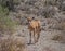 Baby Gemsbok Antelope