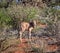 Baby Gemsbok Antelope