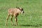 Baby gemsbok on grass