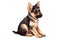 Baby German Shepherd Dog Sticker On Isolated Tansparent Background, Png, Logo. Generative AI