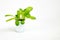 Baby giant Caesar lettuces isolated on a white background.