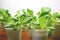 Baby giant Caesar lettuces isolated on a white background.