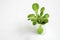 Baby giant Caesar lettuces isolated on a white background