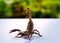 Baby giant forest scorpions prepared to fighting and protected itself when photographer approach to shoot it.