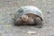 Baby Giant Galapagos tortoises  at a conservation breeding station in the Galapagos Islands