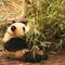 Baby giant panda nibbling on young bamboo shoots at the Chengdu Zoo in Sichuan, China.