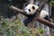 Baby Giant Panda resting in a tree Chengdu, China