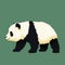 Baby giant panda walking. Black and white chinese bear cub.