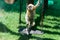 Baby Gibbon at Hay Park in Kiryat Motzkin, Israel