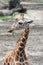 Baby Giraffe