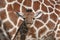 Baby giraffe in Africa