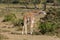 Baby giraffe in Africa