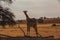 Baby  giraffe in dry riverbed 4604