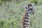 Baby giraffe looking out shrub in Tanzania