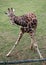 Baby giraffe nibbling on twig