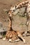 Baby giraffe sitting on the ground