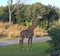 Baby Giraffe standing alone