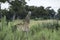 Baby giraffe in the tall grass in Botswana