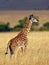 Baby giraffe walk on the savannah at sunset