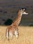 Baby giraffe walk on the savannah at sunset