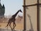 Baby giraffe. Wild nature. Giraffe at the zoo