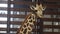 A baby giraffe in a wooden enclosure room.