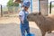 Baby girl feeding carrot for big capybara in the farm