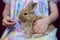 Baby girl feeding rabbit