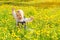 Baby girl on a green meadow with yellow flowers